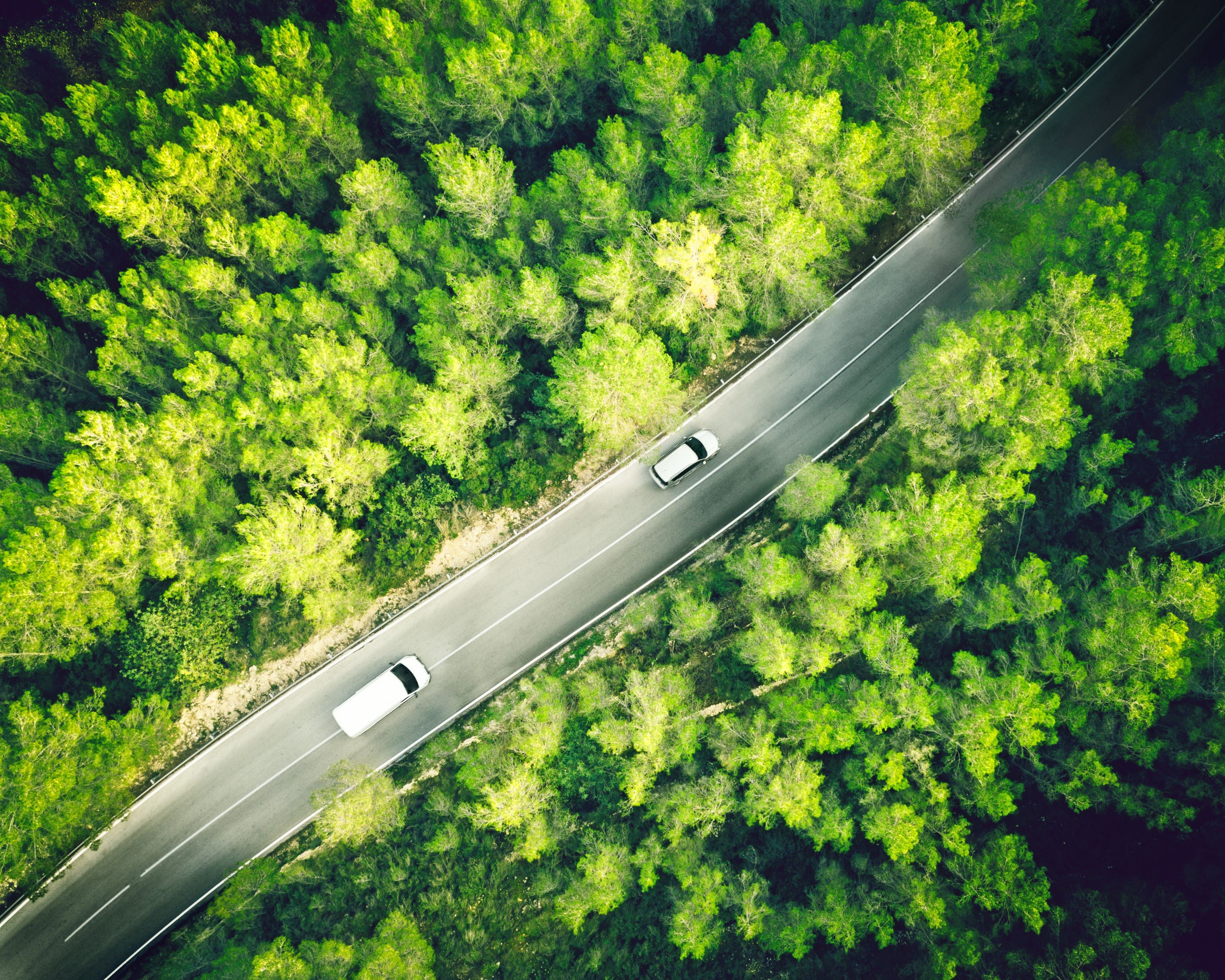 Cars driving through a forest